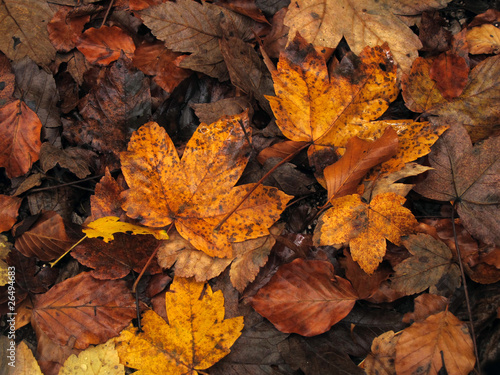 gelbe Blätter - yellow leaves