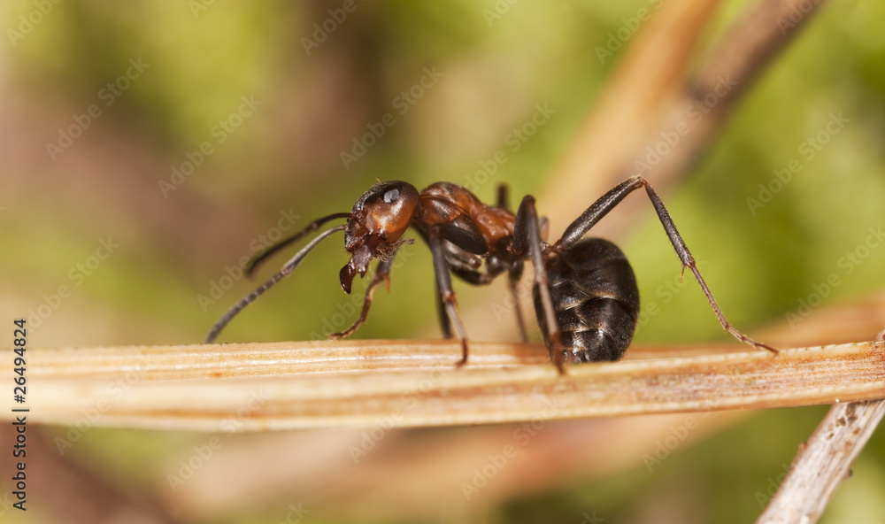 Naklejka premium Wood ant (Formica rufa) sitting on fir needle.