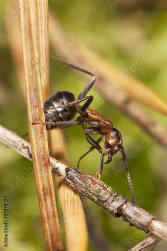 Wood ant (Formica rufa) sitting on fir needle.