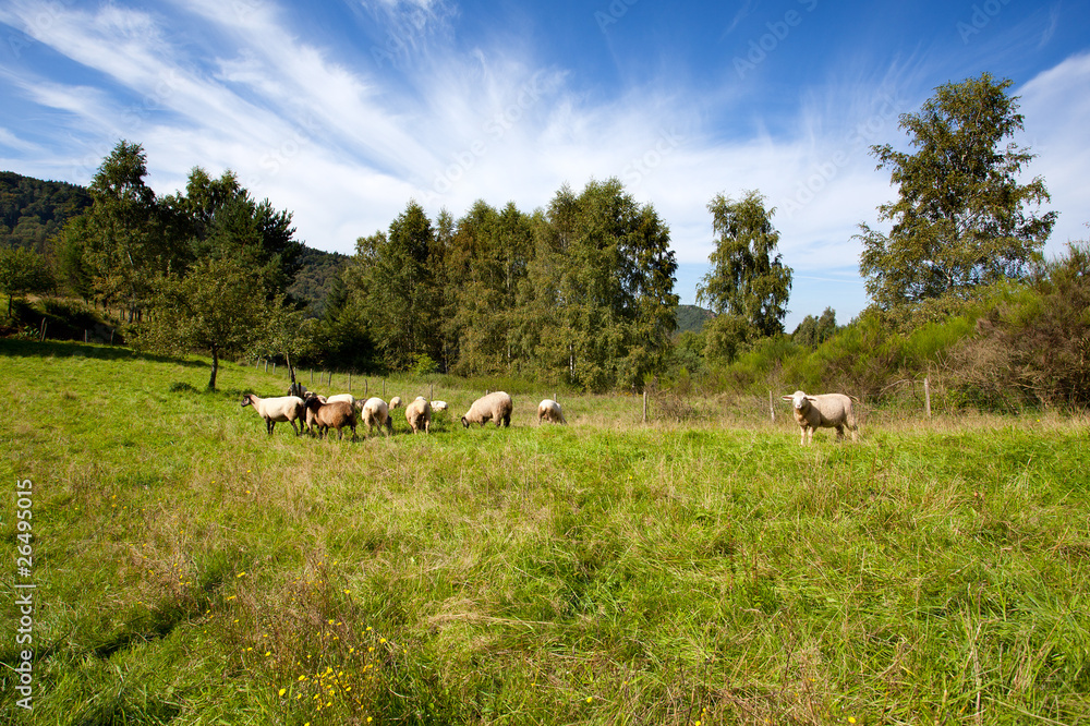 Herbstwiese mit Schafen