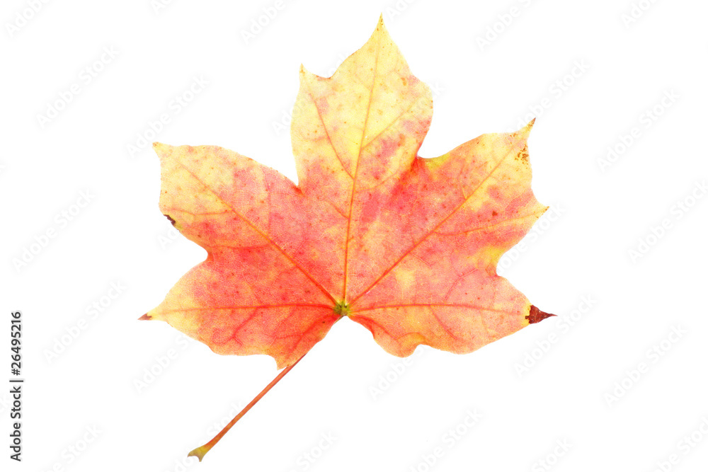 Autumn maple leaf Autumn maple leaf
