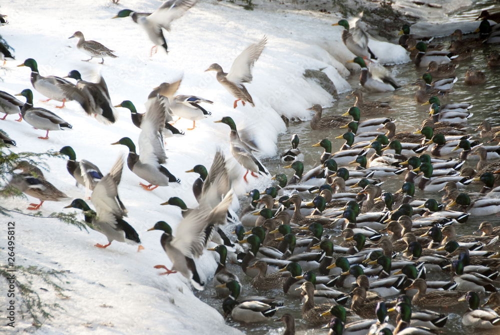 Fototapeta premium Enten stürmen im Schnee aus dem Wasser ans Ufer