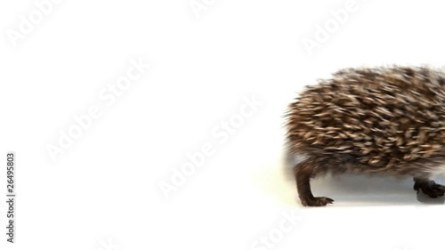 Young hedgehog waddle from left to right side of screen