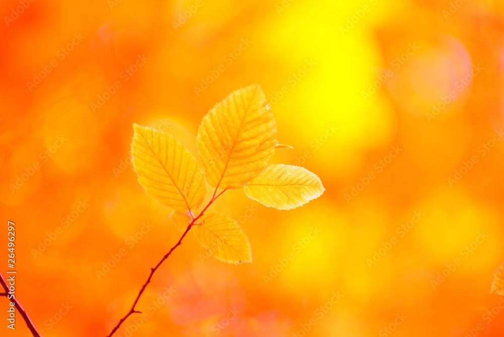 green leaves green leaves