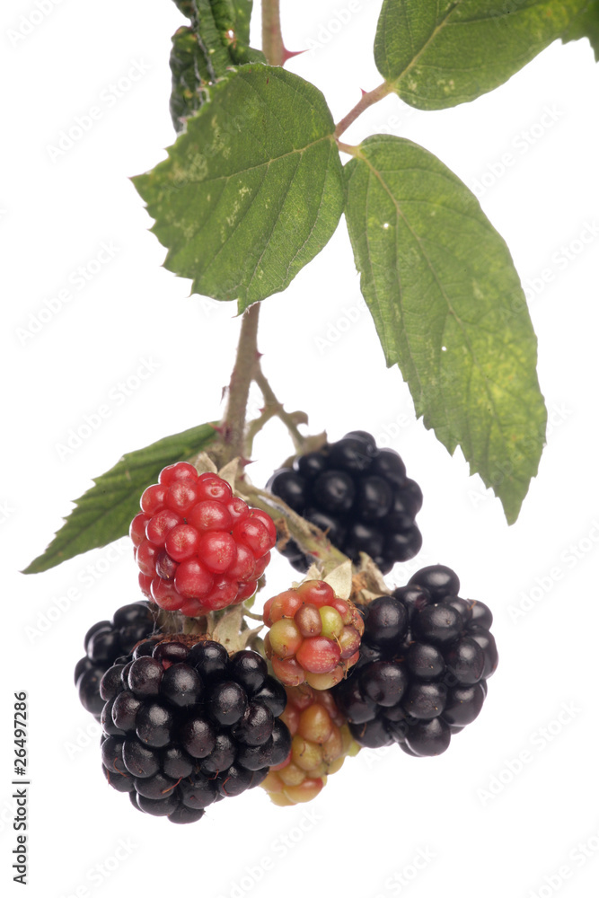 Ripe blackberries Ripe blackberries