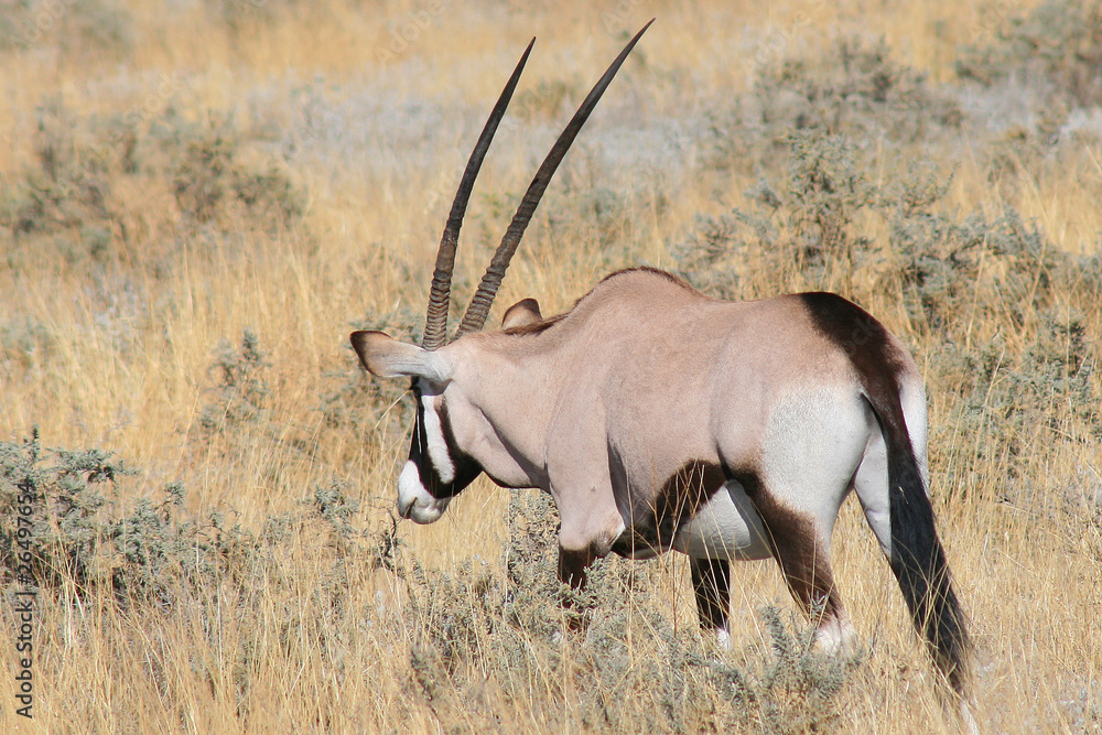 Fototapeta premium Oryx de Namibie