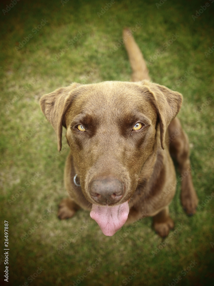 A Chocolate Labrador viewed from above