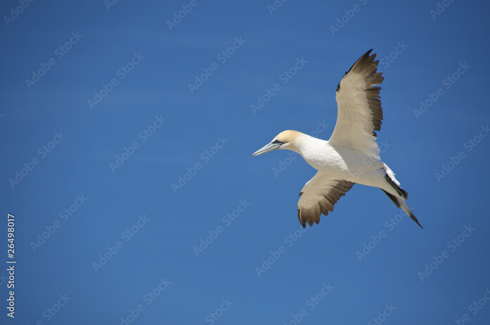 An Australian Gannet on the South Island of New Zealand An Australian Gannet on the South Island of New Zealand