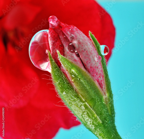 flower bud with drop detail
