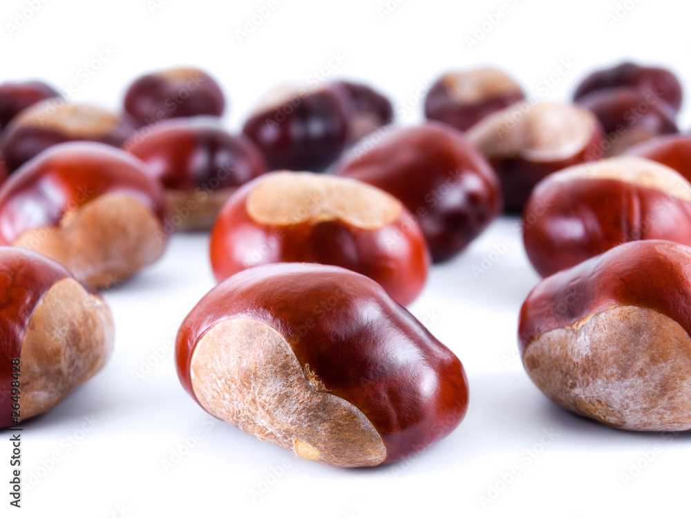 Wild chestnusts