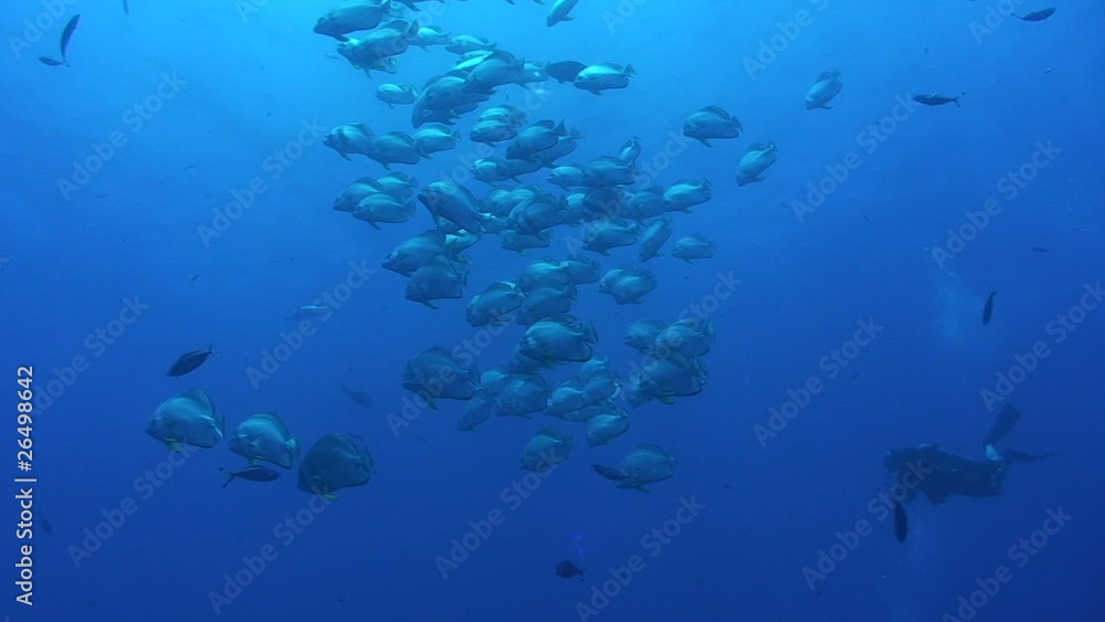 Large school of Circular batfish in blue water Large school of Circular batfish in blue water