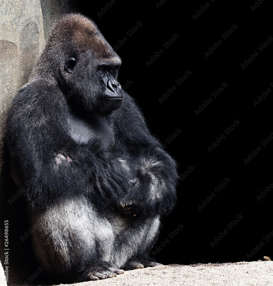 Obraz premium gorilla