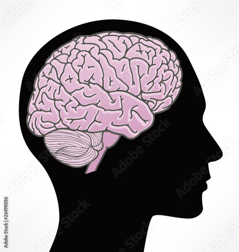 Illustration of human brain
