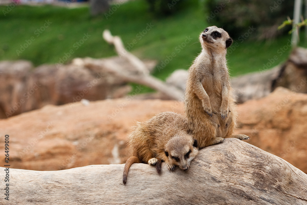 Fototapeta premium meerkats