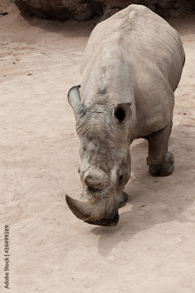 Fototapeta premium rhinoceros
