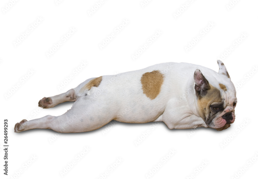liegender Hund Stock Photo | Adobe Stock