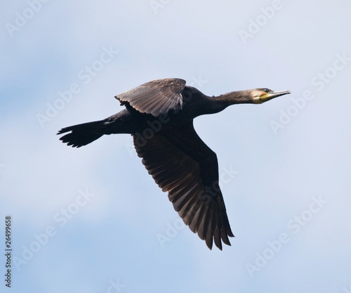 Cormorant Flying