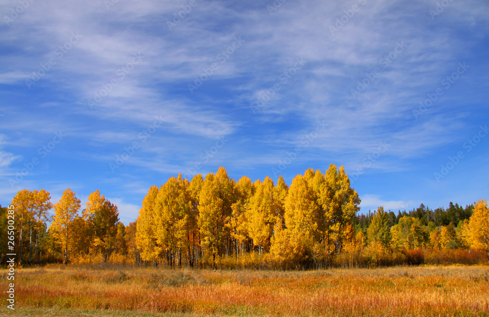 autumn trees in Yellowstone national park autumn trees in Yellowstone national park
