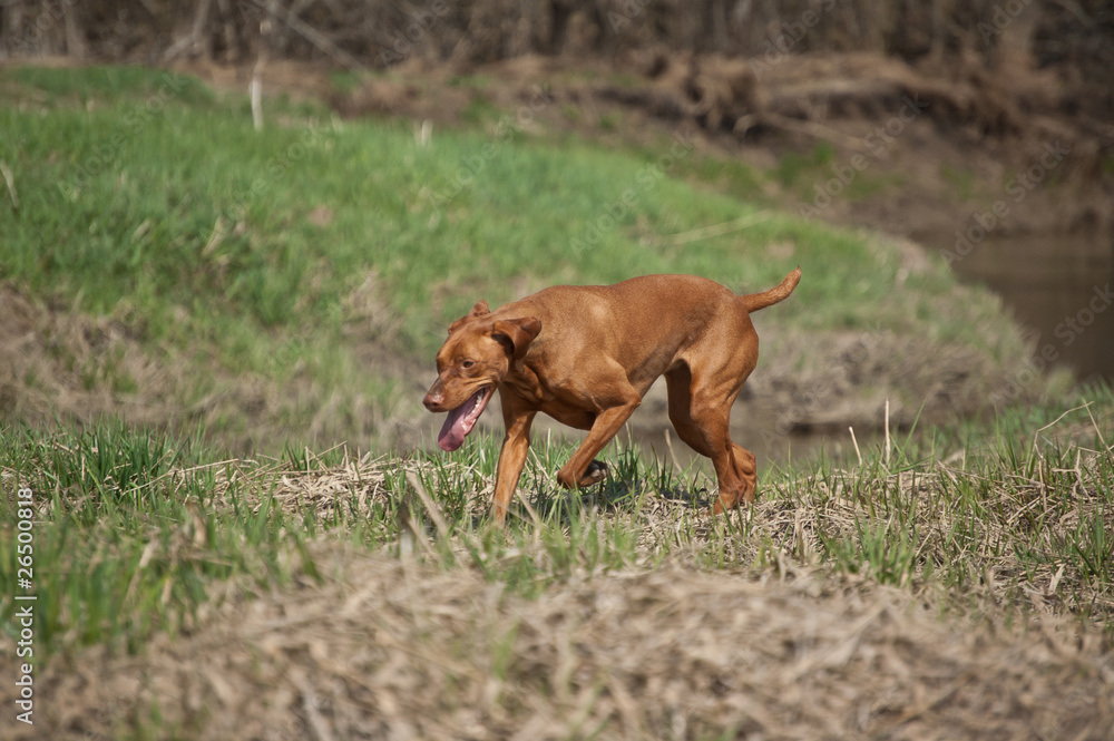 Hungarian Vizsla Dog in Grassy Field Hungarian Vizsla Dog in Grassy Field