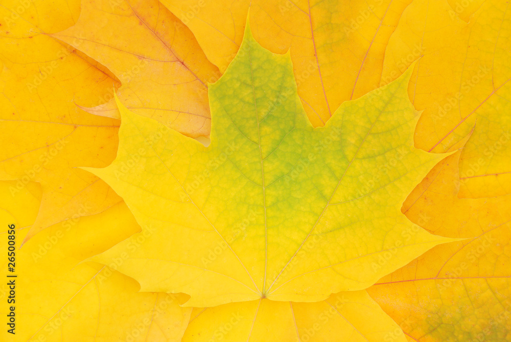 Yellow autumn leaves Yellow autumn leaves