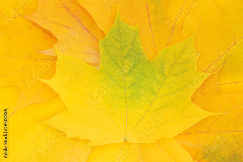 Yellow autumn leaves