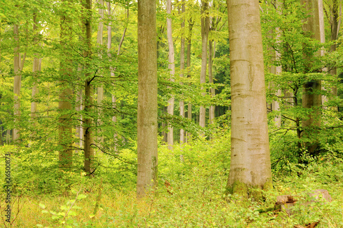 Buchenwald im Herbst - beech forest in fall 25
