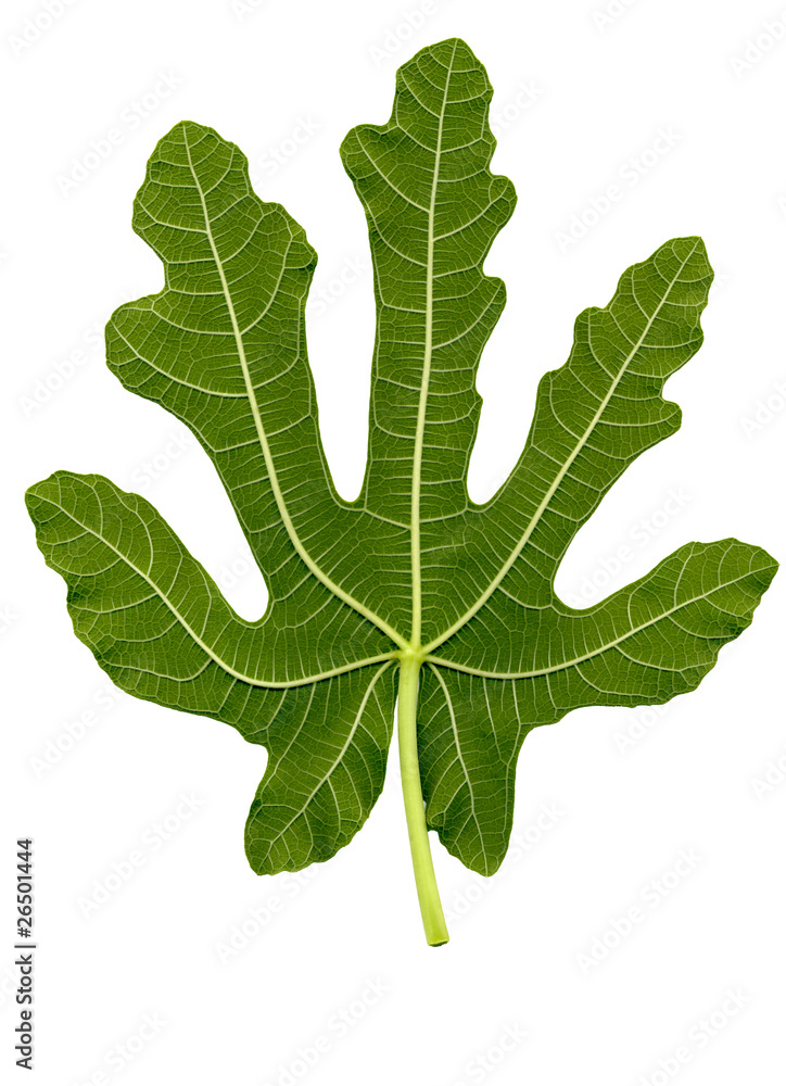 High detailed fig leaf , with clipping path High detailed fig leaf , with clipping path