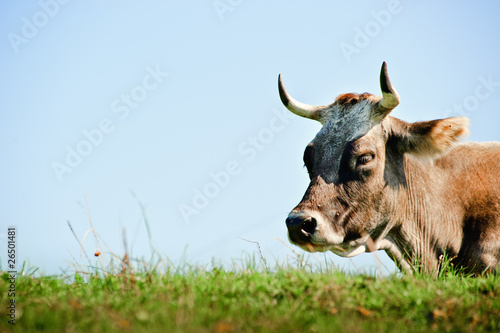 Resting Cow with Sky