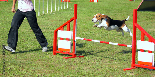 Agility Dog photo