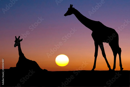 Canvas Print two giraffes in the sunset