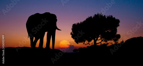 elephant in sunset