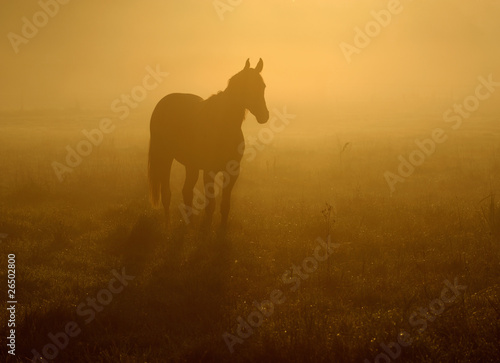 Pferd im Nebel © Lars Tuchel