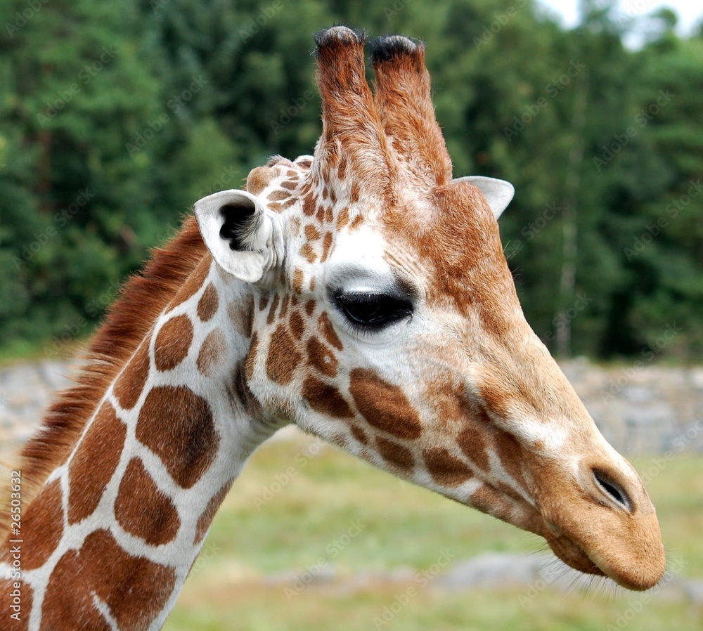 Obraz premium Giraffe