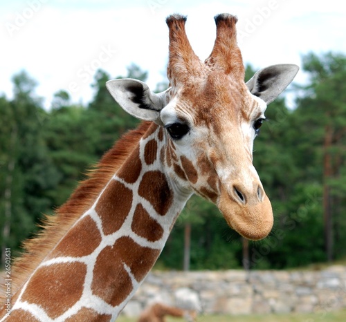 Giraffe