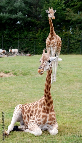 Photography Giraffes