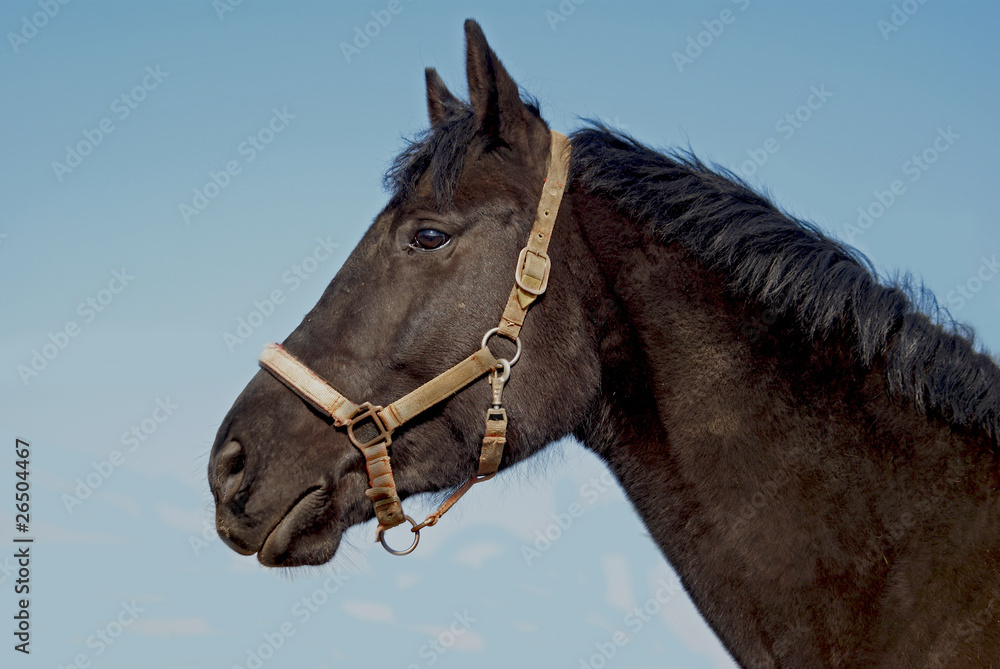 Fototapeta premium koń