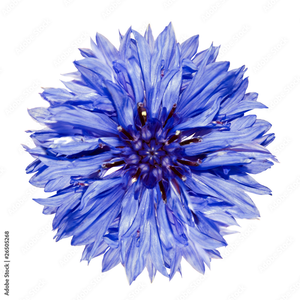 Single Blue Cornflower - Centaurea cyanus Isolated on White - obrazy, fototapety, plakaty 