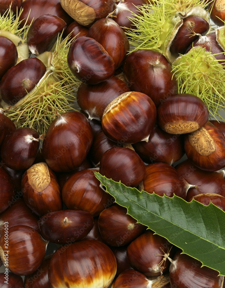 maronenhaufen mit blatt und stachelfrucht maronenhaufen mit blatt und stachelfrucht