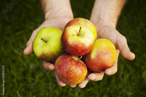 Świeże jabłka na dłoniach ogrodnika