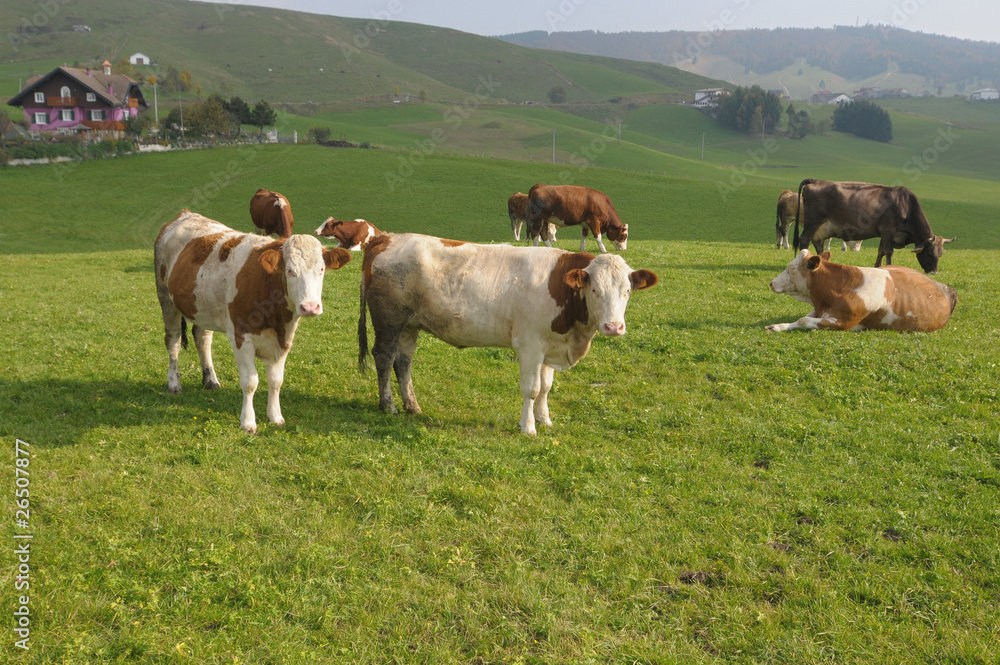 Naklejka premium Alpine pastureland
