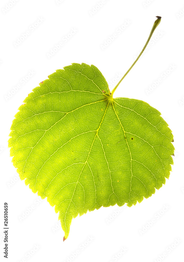 Fototapeta premium linden leaf isolated