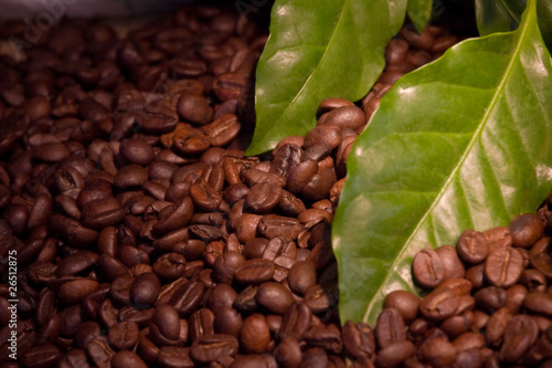 coffee bean and leaves