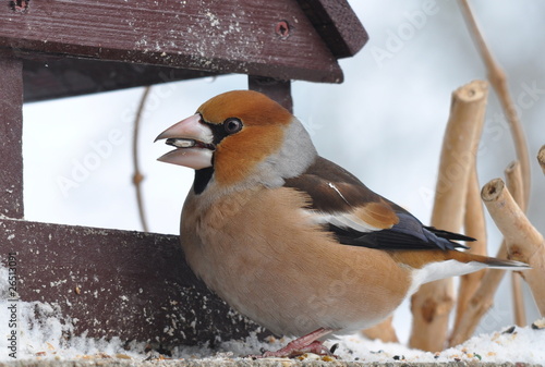 Fototapeta hawfinch in wintertime