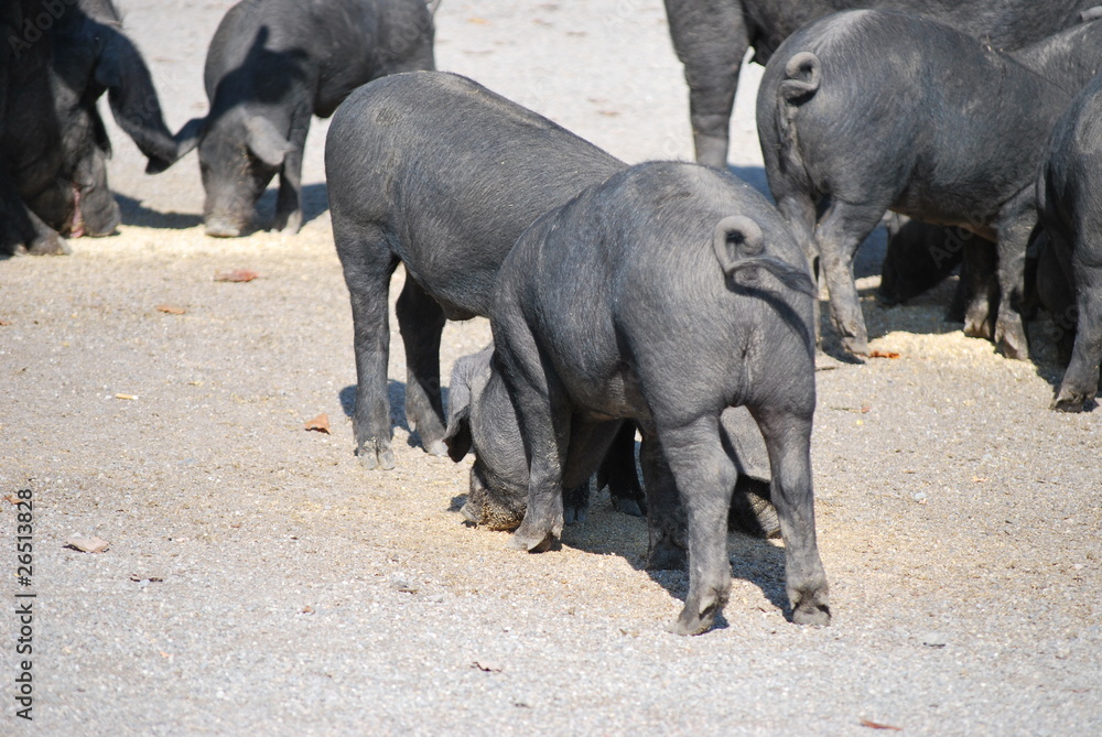 Obraz premium Schweine