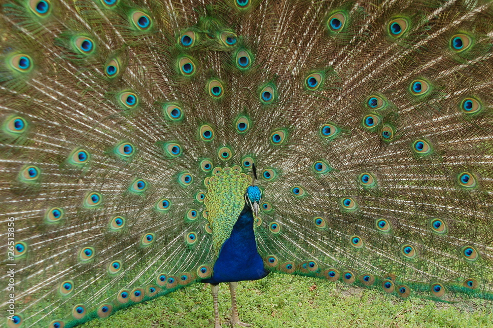 Naklejka premium Pfau schlägt das Rad