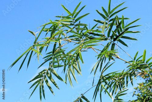 bambou sur fond de ciel bleu