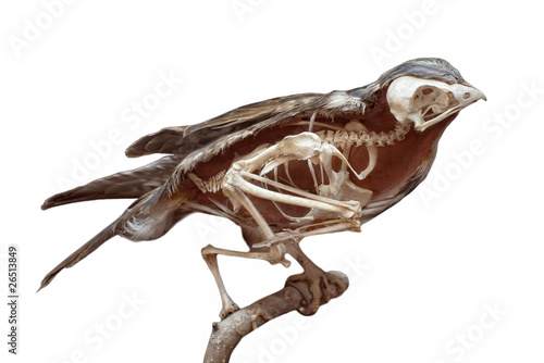 stuffed bird with skeleton inside isolated on white