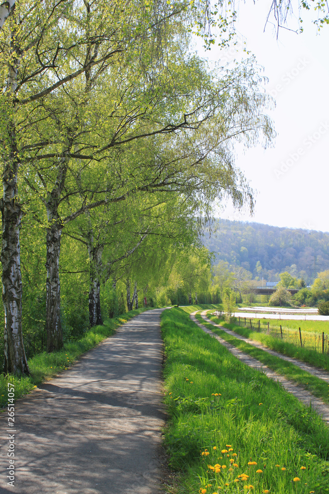 waldweg waldweg