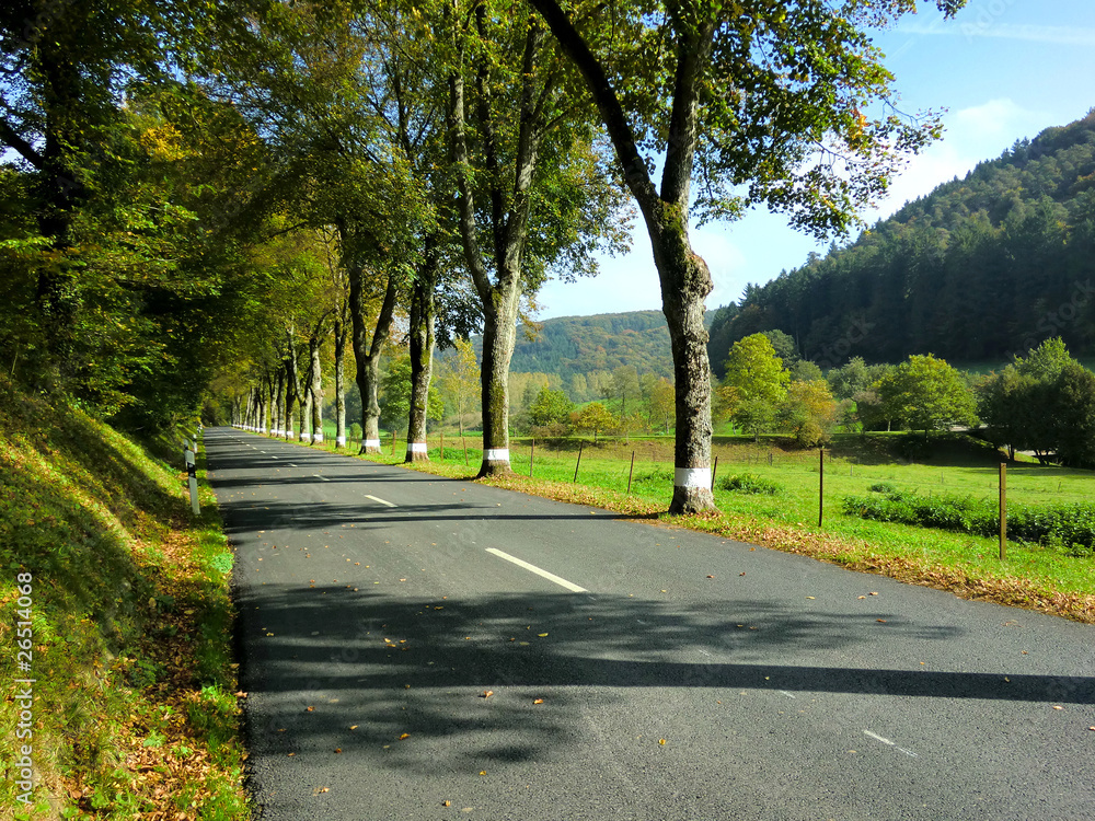 Obraz premium Landstrasse, Baumallee