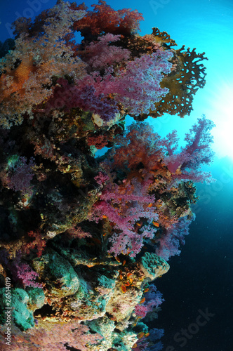 gorgone-mer-rouge-redsea © delphine bonnon